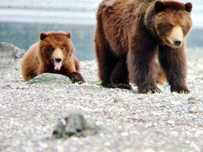 Bears - Chris
