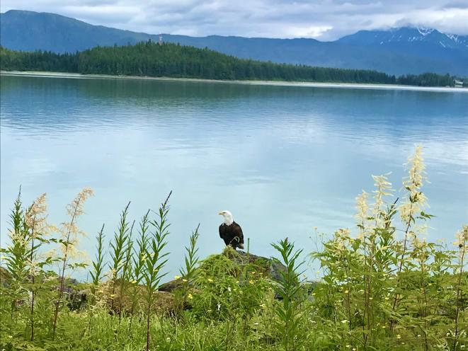 American Bald Eagle