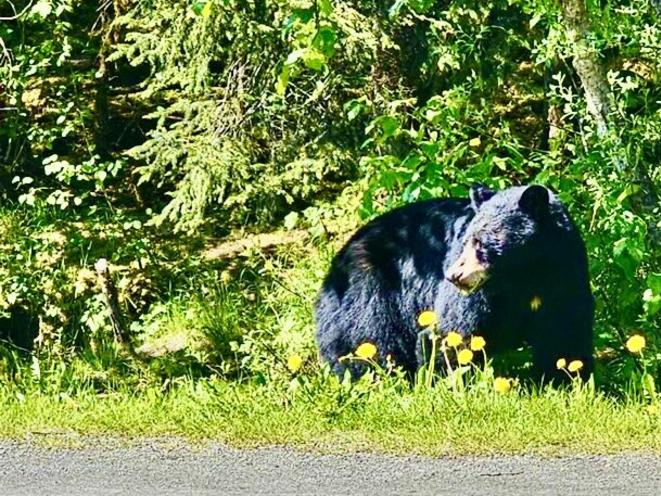 Black Bear