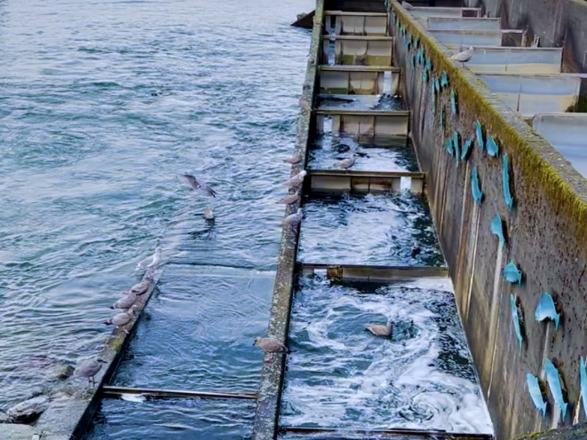 Fish Hatchery