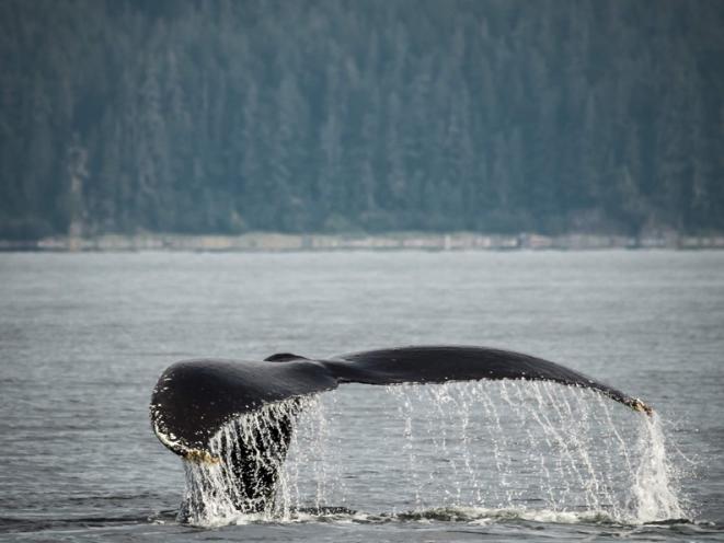 Whale time