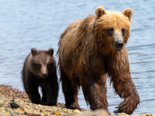 Sow and Cub
