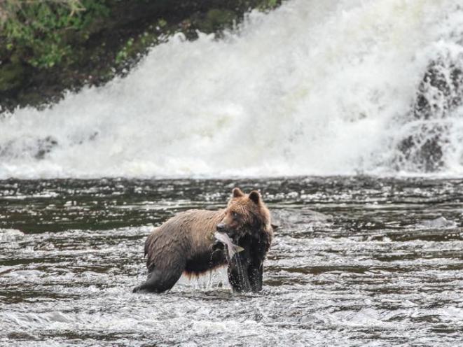 Bear