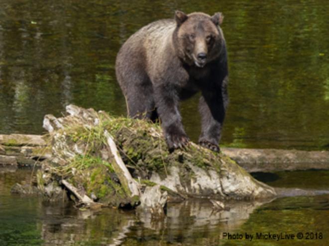 Coastal Brown Bears Call Icy Strait Point Home