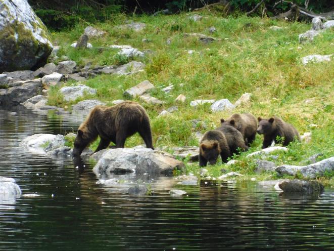 Watching a bear and cubs by skiff - UnCruise Adventures