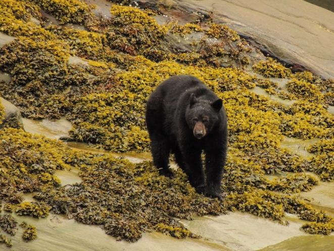 Black Bear on Shore