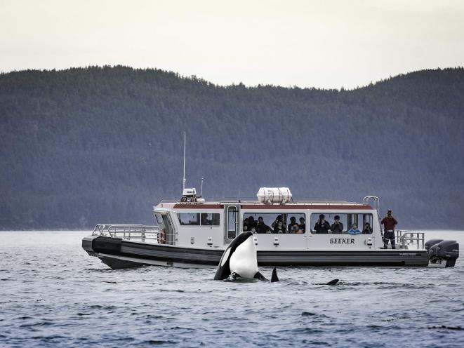 Orca with Gastineau Guiding Vessel
