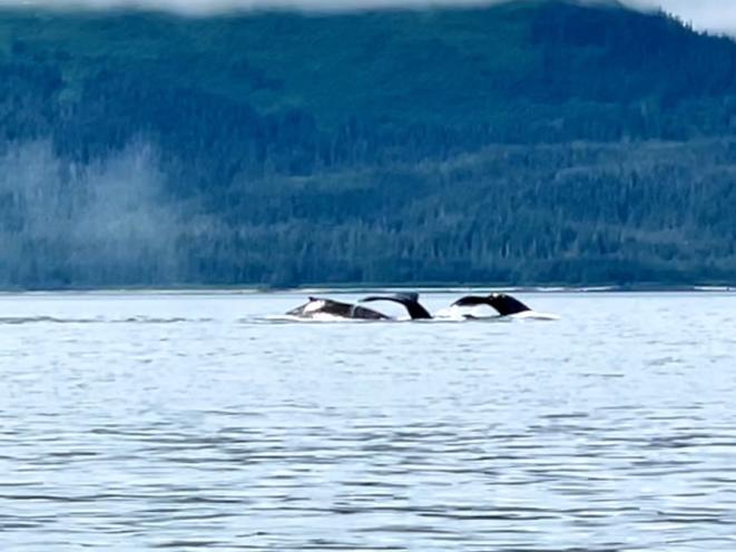 Whale of a tale.