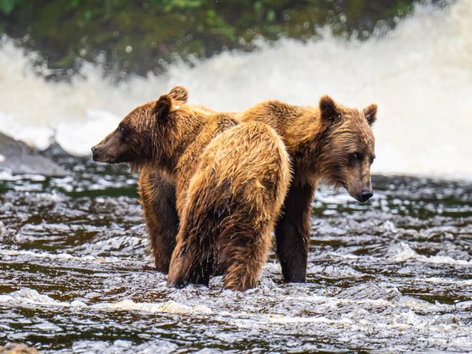 Two Headed Bear
