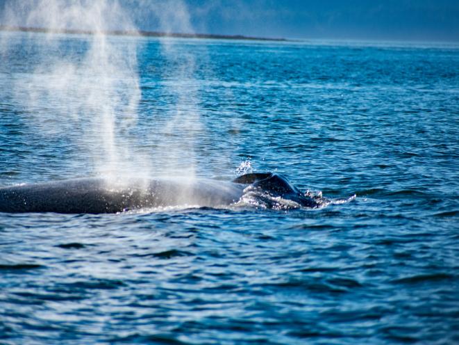humpback whale surfacing