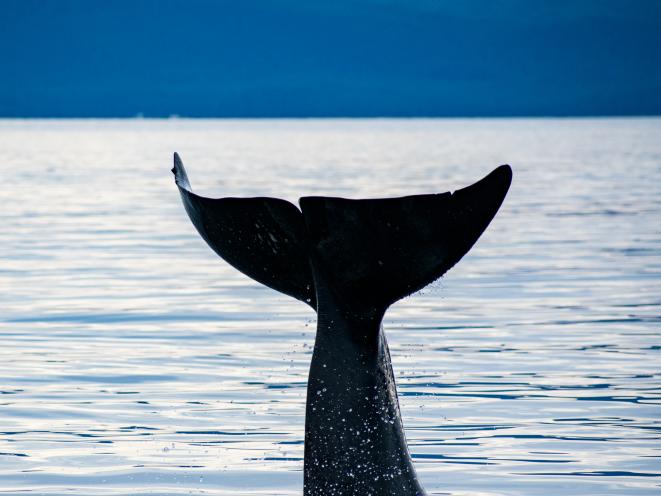 orca tail fluke