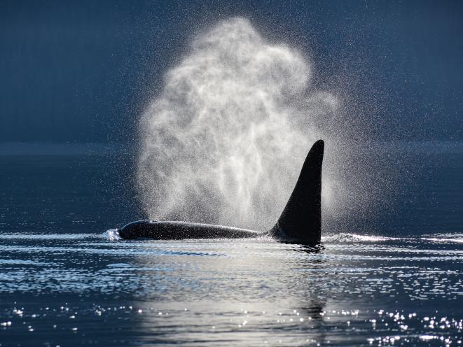 orca breath sparkle