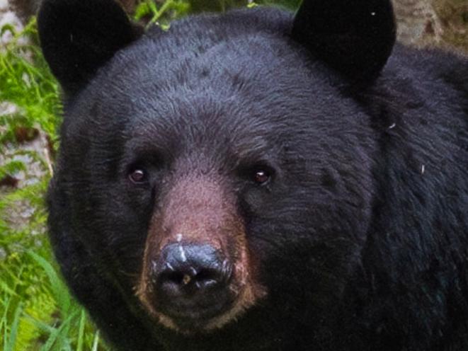 Visiting Black Bear