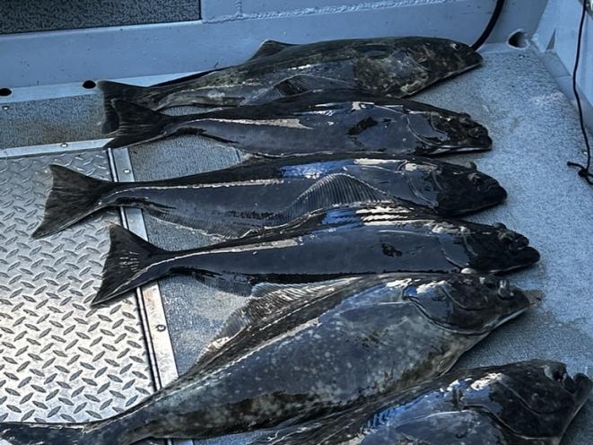 Just for the Halibut