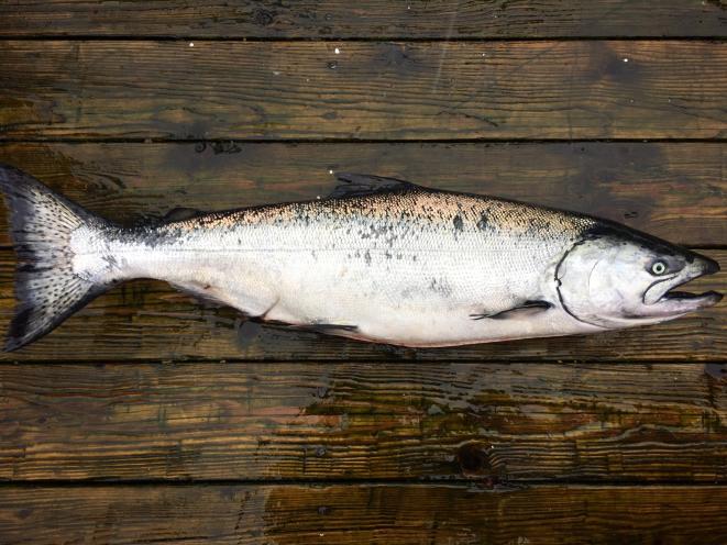 Chinook Salmon