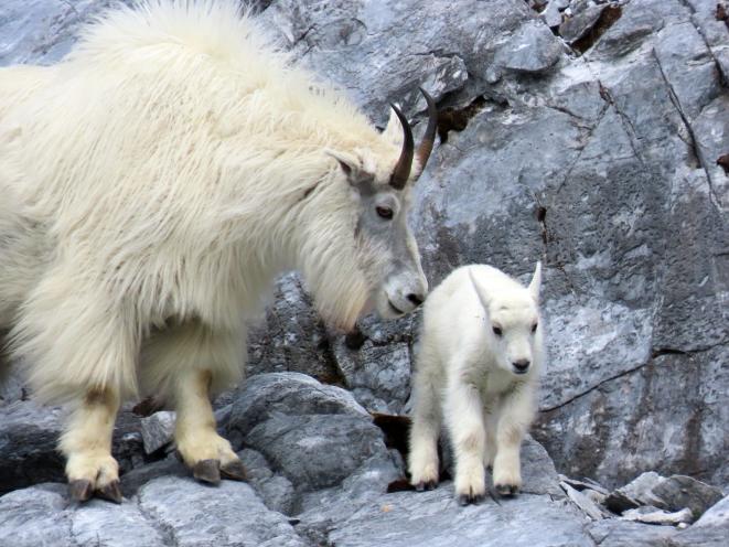 Mother goat with her kid