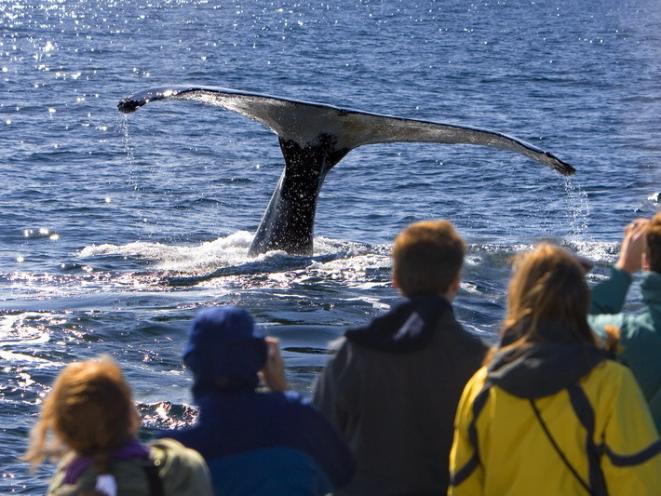 Humpback Whale Waves Its Tail To A Grateful Audience