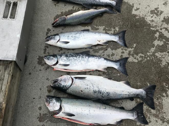 wild silver salmon
