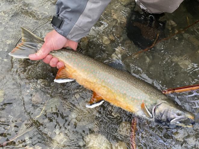 Fall Dolly Varden