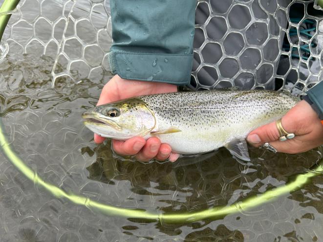 Fat Fall Fish