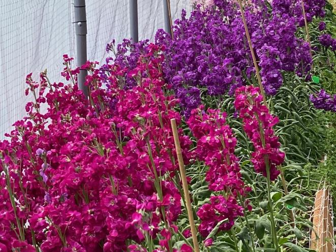 Stock Flowers