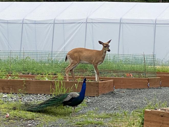 Farm Wildlife