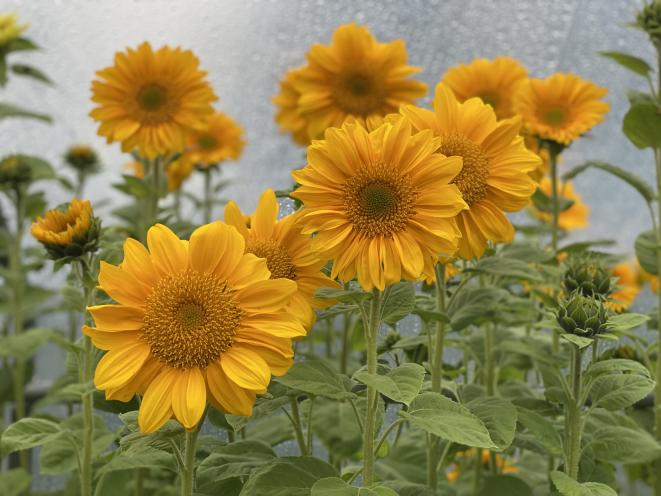 Sunflowers