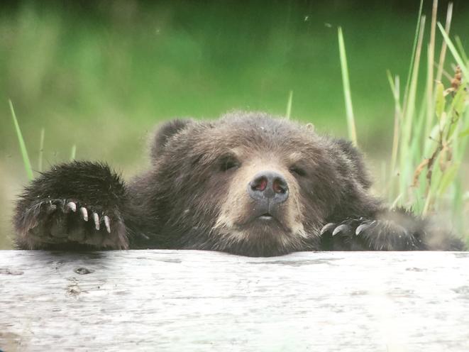 Bear Viewing
