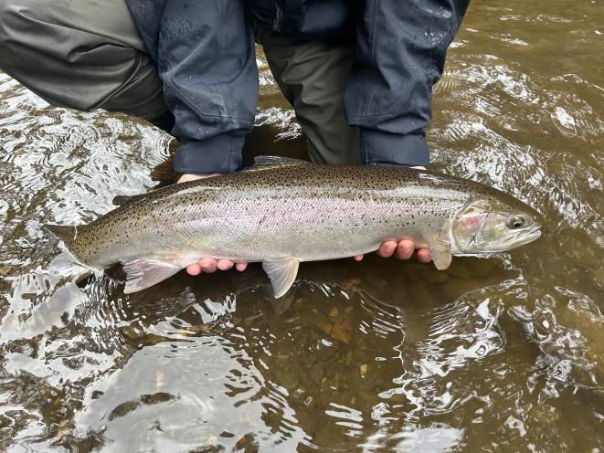 Steelhead