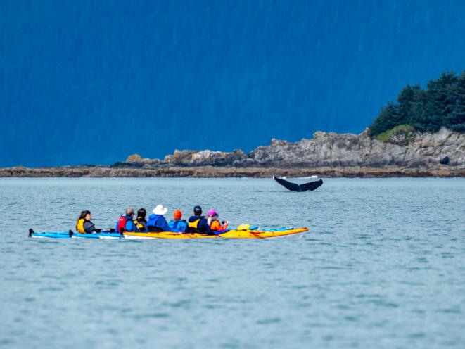 Whale Tail
