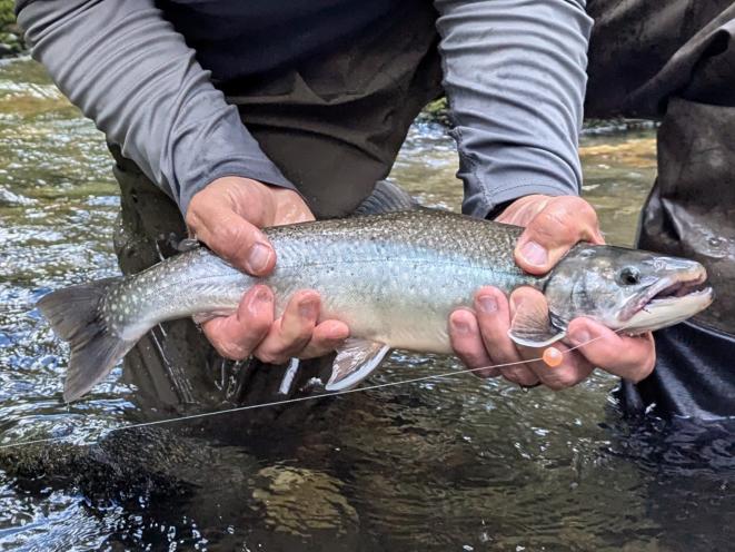 Small water, big fish.