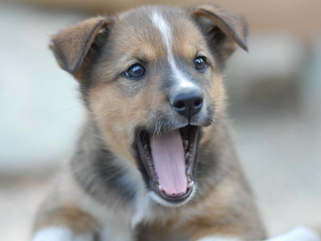 Sled Dog Puppy