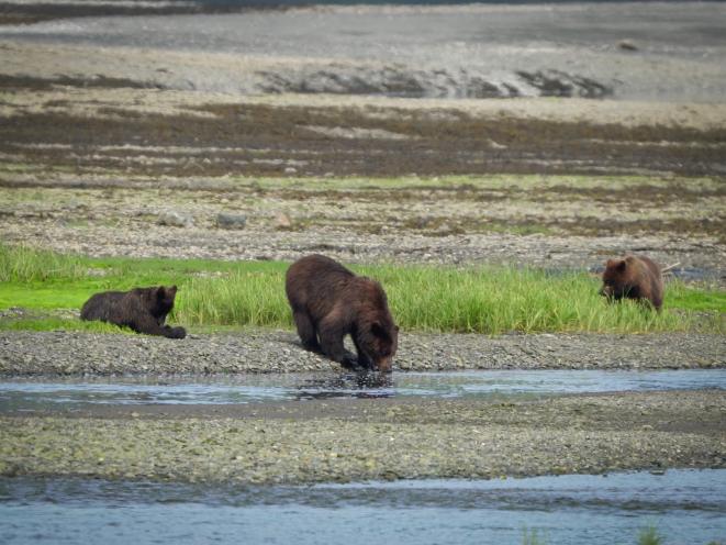 Bears