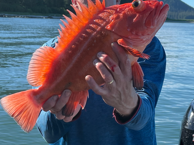Rockfish release