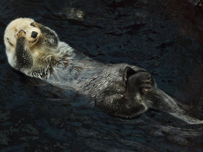 Sea Otter