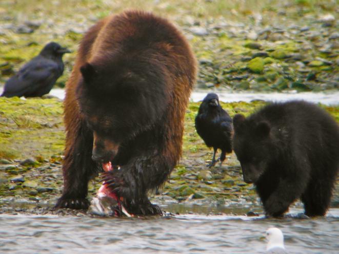 Pack Creek Bears