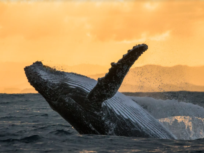Sunset Breaching