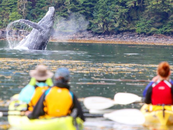 Whale Watching - Wildlife with UnCruise