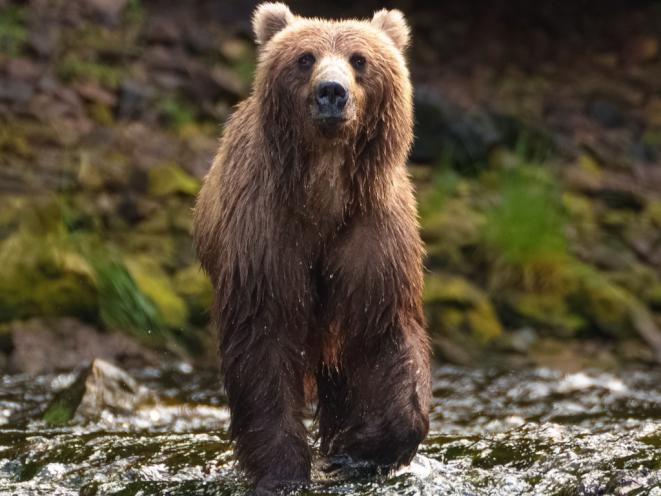Bear 