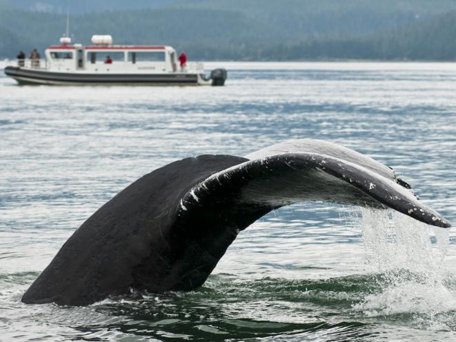 Whale Fluke and Boat