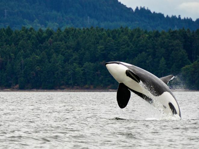 Whale Orca