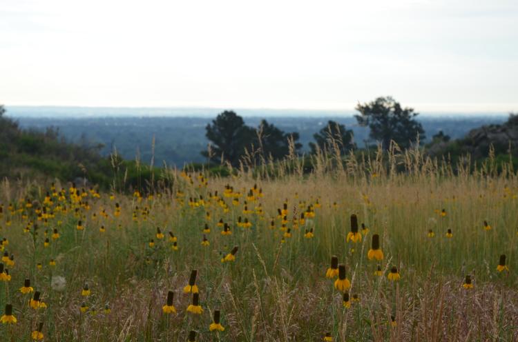 Maxwell Open Space