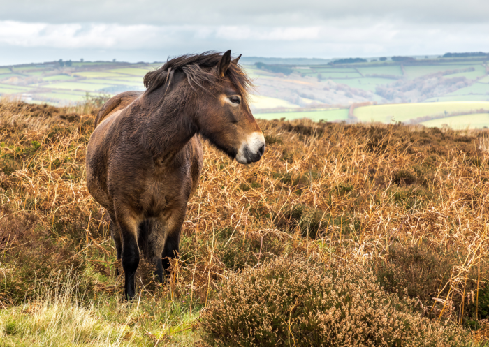 exmoor blog