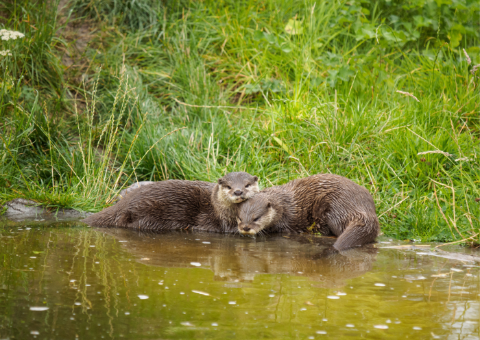 otters