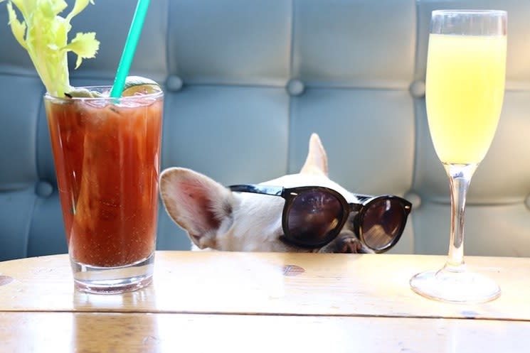 French bull dog wearing sunglasses at Shooters Waterfront with a bloody mary and mimosa