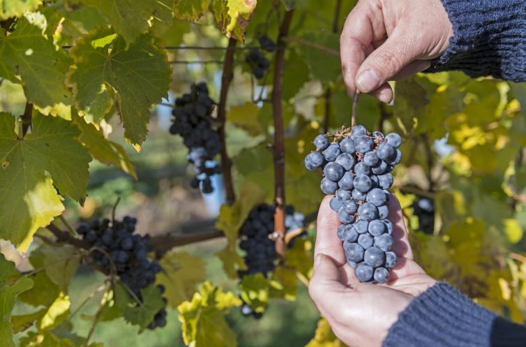 Indigenous World Winery