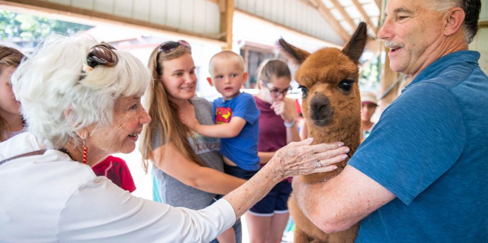 Petting Alpacas at Lazy Acre Alpacas