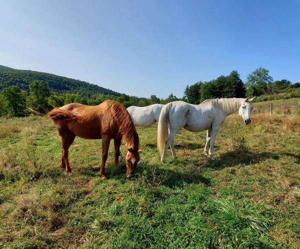 Indraloka Animal Sanctuary in Dalton, PA