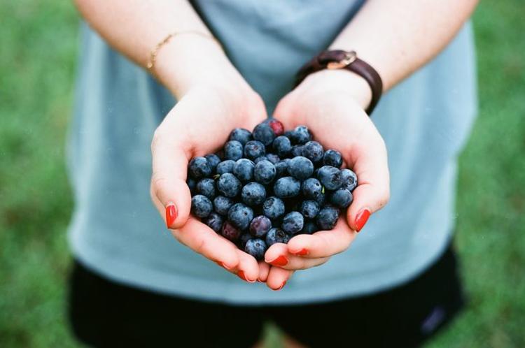 Blueberry picking