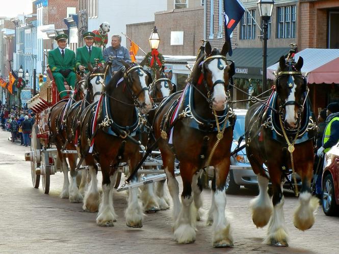 The Budweiser Clydesdales march up Main Street during the Military Bowl Parade